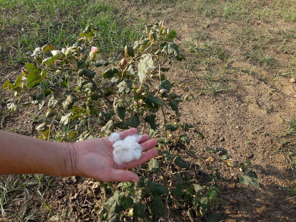 cotton ready to harvest 600